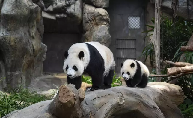 Giant panda Ying Ying, left, and her daughter Jia Jia are seen at their enclosure in Ocean Park in Hong Kong, Tuesday, May 27, 2025. (AP Photo/Chan Long Hei)