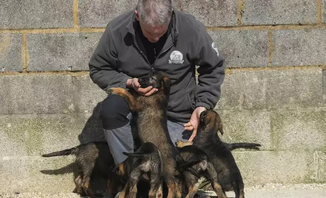 Alaster Bly looks after his German Shepherd puppies at the Strapestone Kennels in Radstock, England, Wednesday, March 5, 2025 as they will later in life become family protection dogs.(AP Photo/Frank Augstein)