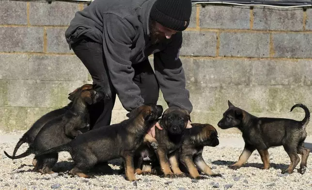 A dog handler looks after German Shepherd puppies at the Strapestone Kennels in Radstock, England, Wednesday, March 5, 2025 as they will later in life become family protection dogs.(AP Photo/Frank Augstein)