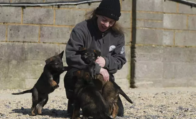 Sian Bly pets her German Shepherd puppies at the Strapestone Kennels in Radstock, England, Wednesday, March 5, 2025 as they will later in life become family protection dogs.(AP Photo/Frank Augstein)