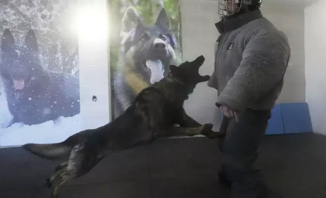 German Shepherd family protection dog Lobo attacks a pretend criminal during a training session at the Strapestone Kennels in Radstock, England, Wednesday, March 5, 2025 .(AP Photo/Frank Augstein)
