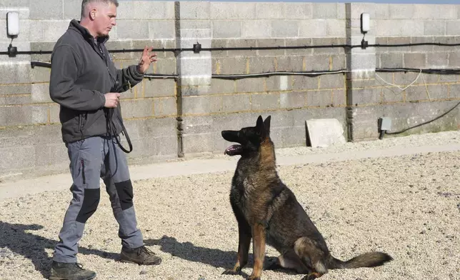 German Shepherd family protection dog Lobo listens to owner Alaster Bly at the Strapestone Kennels in Radstock, England, Wednesday, March 5, 2025 .(AP Photo/Frank Augstein)