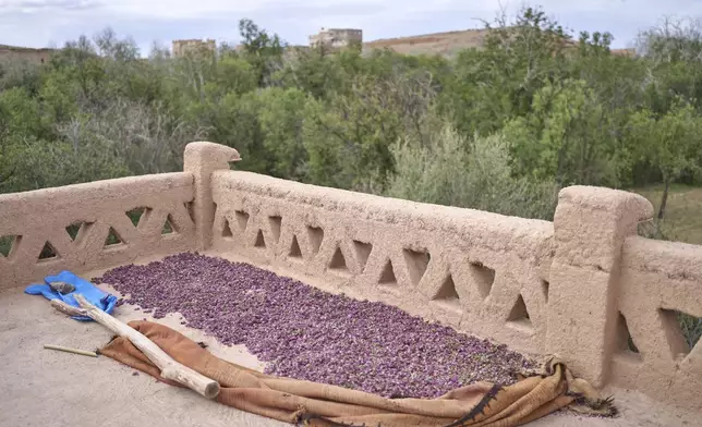 Roses are dried on a rooftop during the annual Rose Festival in Kalaat M'Gouna, Morocco, Tuesday, May 6, 2025. (AP Photo/Mosa'ab Elshamy)