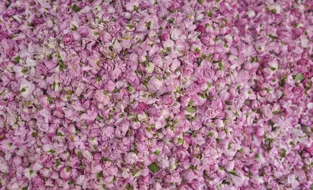 Harvested roses are placed before they're boiled to produce rose products during the annual Rose Festival in Kalaat M'Gouna, Morocco, Wednesday, May 7, 2025. (AP Photo/Mosa'ab Elshamy)
