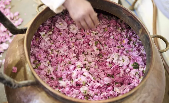 A worker places roses in a copper tin before they're boiled to produce rose products, in Kalaat M'Gouna, Morocco, Wednesday, May 7, 2025. (AP Photo/Mosa'ab Elshamy)