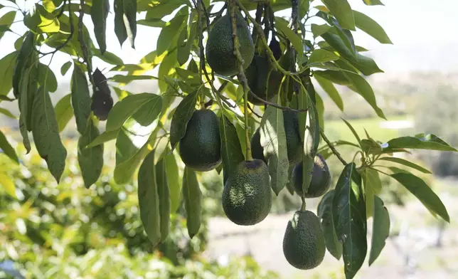 Avocados grow at Ridgecrest Avocados in Somis, Calif., on Thursday, May 15, 2025. (AP Photo/Damian Dovarganes)
