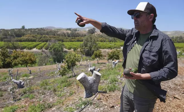 Andreas Tompros tours his avocado farm, Ridgecrest Avocados, on Thursday, May 15, 2025. (AP Photo/Damian Dovarganes)