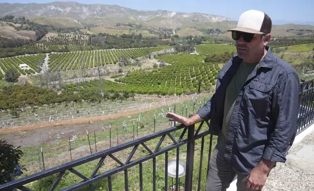 Andreas Tompros looks out at his avocado farm, Ridgecrest Avocados, in Somis, Calif., on Thursday, May 15, 2025. (AP Photo/Damian Dovarganes)
