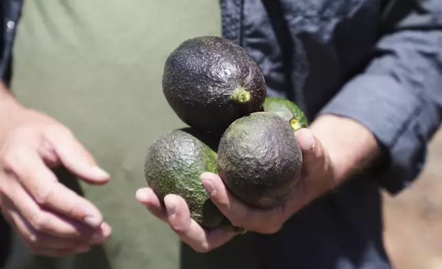 Andreas Tompros holds ripe avocados grown at his avocado farm, Ridgecrest Avocados, in Somis, Calif., on Thursday, May 15, 2025. (AP Photo/Damian Dovarganes)