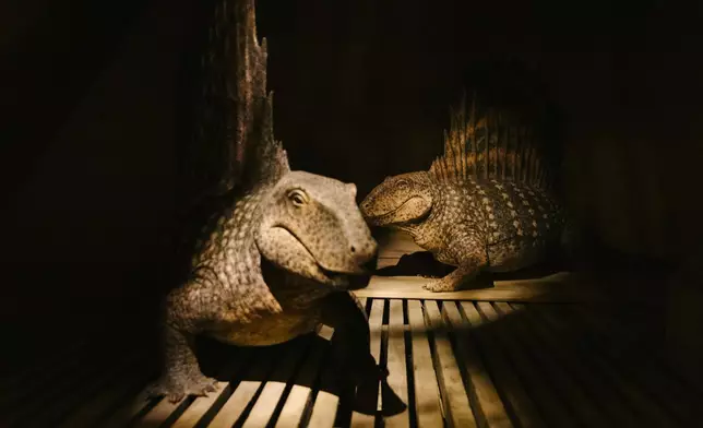 "The Sphenacodontid Kind," Dimetrodon, is displayed at the Ark Encounter in Williamstown, Ky., Friday, March 21, 2025. (AP Photo/Madeleine Hordinski)