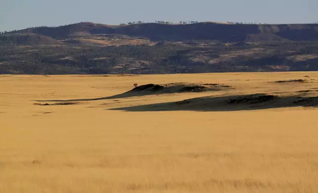 The grasslands and ancient lava fields where an energy developer has proposed erecting more than 100 wind turbines, a project drawing opposition among residents in nearby Springerville, Ariz., is pictured Tuesday, April 22, 2025. (AP Photo/Susan Montoya Bryan)