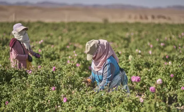 Workers harvest roses in a farm during the annual Rose Festival in Kalaat M'Gouna, Morocco, Tuesday, May 6, 2025. (AP Photo/Mosa'ab Elshamy)