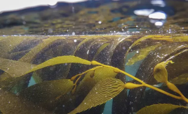 Kelp is visible underwater Thursday, May 1, 2025, in Channel Islands, Calif. (AP Photo/Annika Hammerschlag)