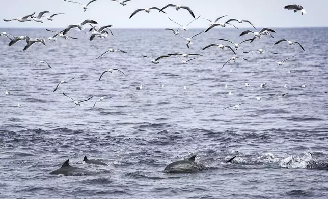 Dolphins and sea birds feed on a school of fish Thursday, May 1, 2025, in Channel Islands, Calif. (AP Photo/Annika Hammerschlag)