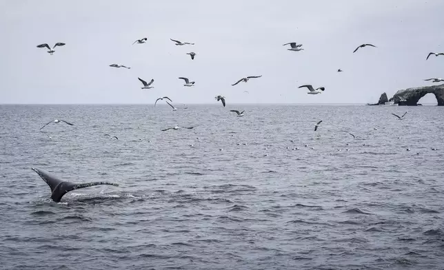 A humpback whale dives as a fishing boat, back right, is visible on the outskirts of the state marine protected area Thursday, May 1, 2025, in Channel Islands, Calif. (AP Photo/Annika Hammerschlag)