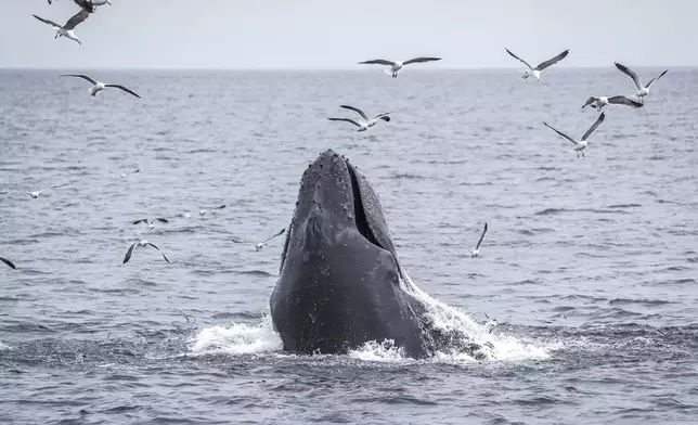 A humpback whale feeds on a school of fish Thursday, May 1, 2025, in Channel Islands Calif. (AP Photo/Annika Hammerschlag)