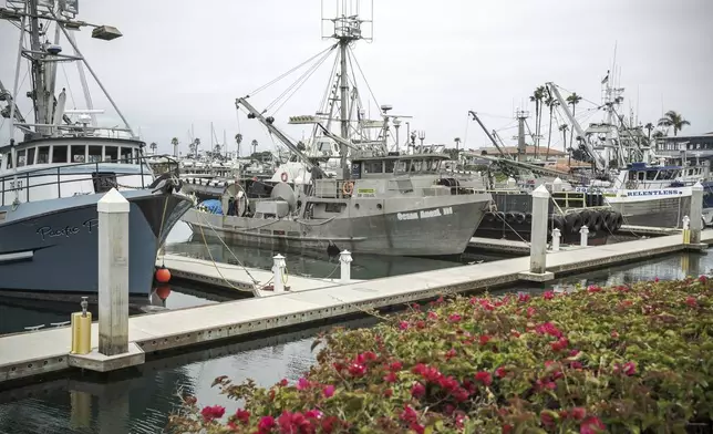Fishing vessels share the same harbor as tourist and diving boats bound for the Channel Islands in Ventura, Calif., Thursday, May 1, 2025. (AP Photo/Annika Hammerschlag)