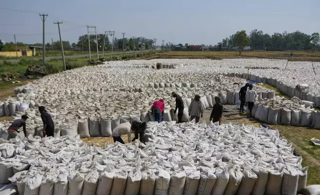 Villagers fill sacks with wheat grains after harvesting at RS Pura, along the International Border, India, Monday, May 12, 2025. (AP Photo/Channi Anand)