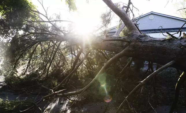 A tree lays in a parking lot in Dorr, Mich., after a severe storm ripped across Michigan the night before, on Friday, May 16. 2025. (Neil Blake /The Grand Rapids Press via AP)