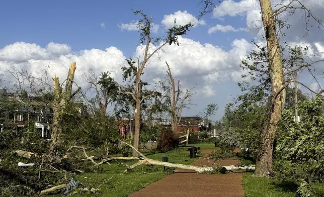 Damaged and fallen trees are seen in St. Louis, Missouri, on Friday, May 16, 2025 when severe storms, including a possible tornado, swept through the city. (AP Photo/Michael Phillis)