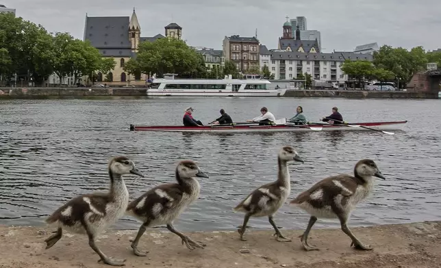 Goslings of Egyptian geese walk along the bank of the river Main in Frankfurt, Germany, as a rowing boat passes by on Wednesday, May 7, 2025. (AP Photo/Michael Probst)