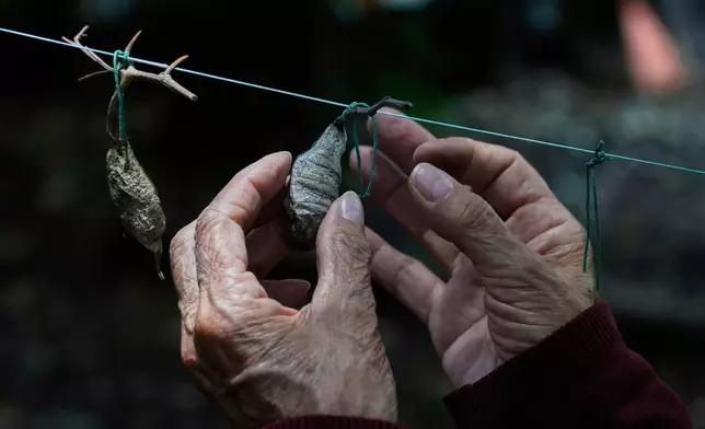 CORRECTS BUTTERFLIES TO MOTHS - Maria Eugenia Diaz Batres, a biologist, adjusts cocoons of moths hanging from a clothesline in the gardens of the Natural History Museum in Mexico City, Thursday, May 29, 2025. (AP Photo/Marco Ugarte)