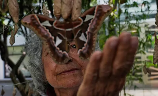 CORRECTS BUTTERFLY TO MOTH - Maria Eugenia Diaz Batres, a biologist, looks at a moth emerging from a cocoon while hanging from a clothesline in the gardens of the Natural History Museum in Mexico City, Thursday, May 29, 2025. (AP Photo/Marco Ugarte)