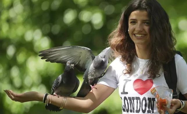 A woman feeds a pigeon on a sunny day at a park in London, Wednesday, April 30, 2025. (AP Photo/Kin Cheung)