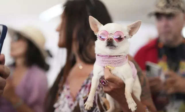 Savana the dog attends the Palm Dog award ceremony at the 78th international film festival in Cannes, southern France, Friday, May 23, 2025. (AP Photo/Natacha Pisarenko)