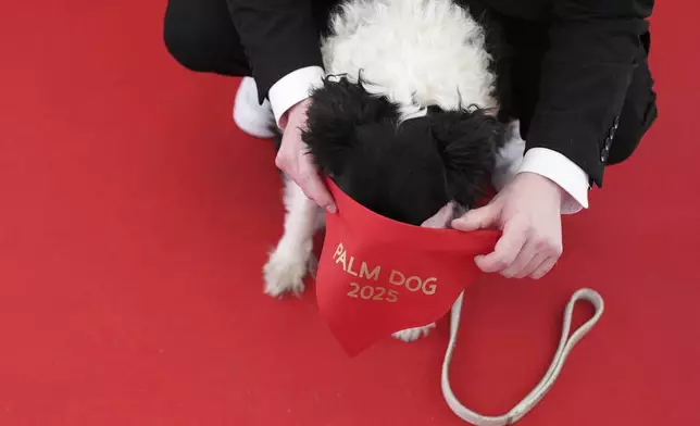 Perle receives the Palm Dog award on behalf of Panda, who could not attend, during the Palm Dog award ceremony at the 78th international film festival in Cannes, southern France, Friday, May 23, 2025. (AP Photo/Natacha Pisarenko)