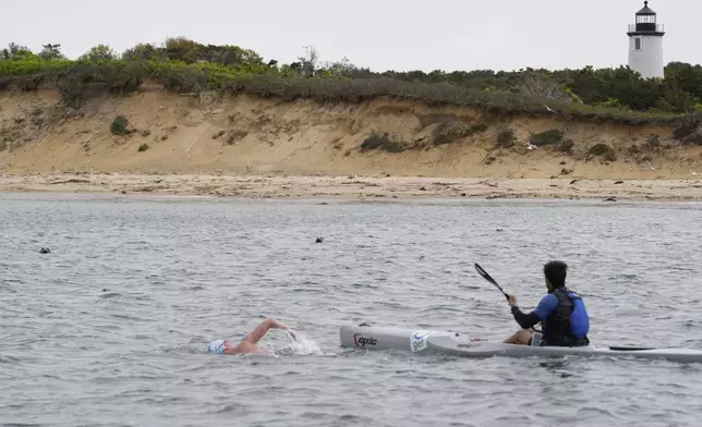 Seals watch endurance swimmer Louis Pugh near the Cape Poge Lighthouse, Thursday, May 15, 2025, in Edgartown, Mass. (AP Photo/Robert F. Bukaty)