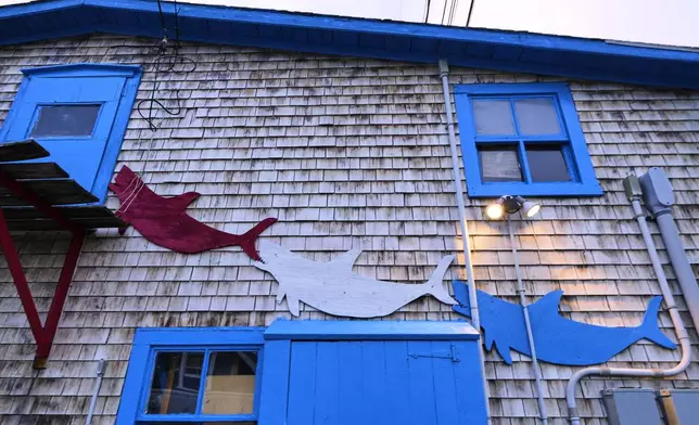 Sharks decorate the Menemsha Fish Market, Wednesday, May 14, 2025, in Chilmark, Mass. (AP Photo/Robert F. Bukaty)