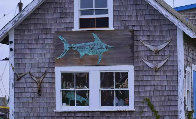 Fish tails hang on a fisherman's shack in Menemsha Harbor, Wednesday, May 14, 2025, in Chilmark, Mass. (AP Photo/Robert F. Bukaty)
