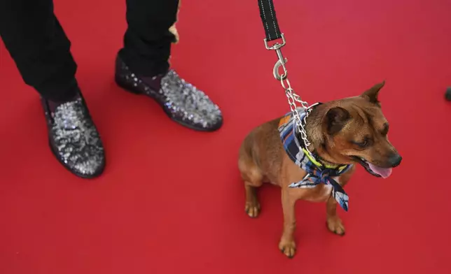 Tito attends the Palm Dog award ceremony at the 78th international film festival in Cannes, southern France, Friday, May 23, 2025. (AP Photo/Natacha Pisarenko)
