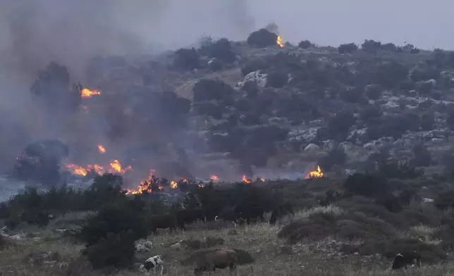 Cows graze as forest fire is burning near Latrun, Israel, Wednesday, April 30, 2025. (AP Photo/Ohad Zwigenberg)