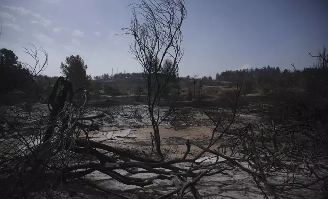 Trees and earth are scorched by a wildfire in Latrun, Israel, outside of Jerusalem, Thursday, May 1, 2025. (AP Photo/Ohad Zwigenberg)