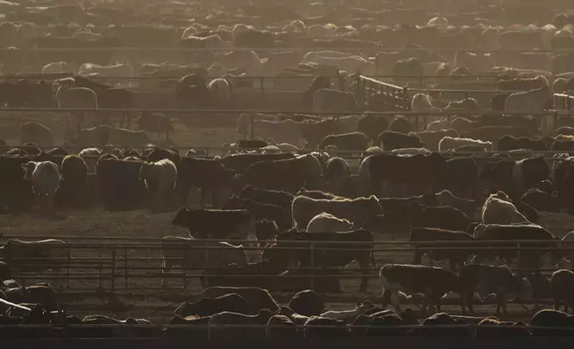 Cattle are penned at a feedlot, Tuesday, April 15, 2025, in Cactus, Texas. (AP Photo/Eric Gay)