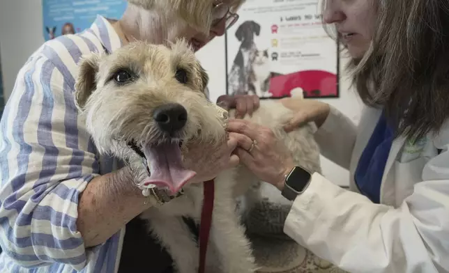 Dr. Karen Woodard checks for fleas and ticks on Gail Friedman's allergy-prone dog, Mr. Friedman, in Elmhurst, Ill. on Tuesday, May 13, 2025. (AP Photo/Laura Bargfeld)