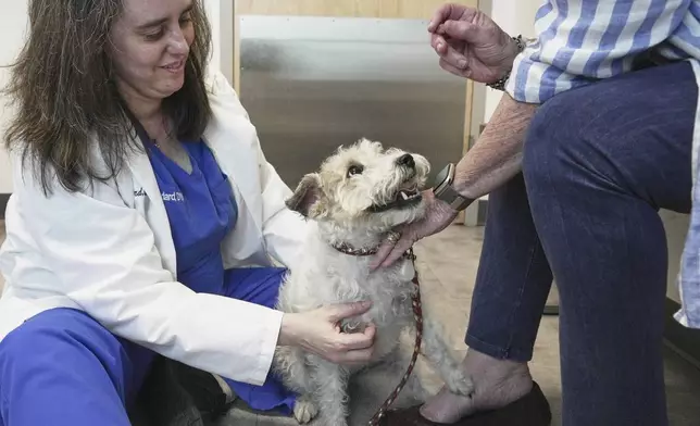 Dr. Karen Woodard check's Gail Friedman's dog, Ms. Roxie, for signs of allergies in Elmhurst, Ill. on May 13, 2025. (AP Photo/Laura Bargfeld)