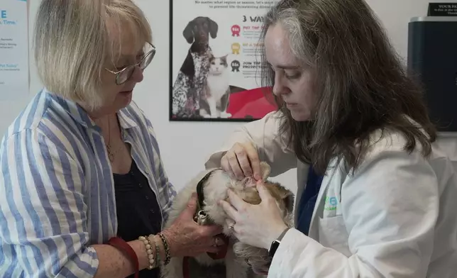 Gail Friedman holds her dog, Mr. Friedman, while Dr. Karen Woodard checks his ear for signs of allergies in Elmhurst, Ill. on May 13, 2025. (AP Photo/Laura Bargfeld)