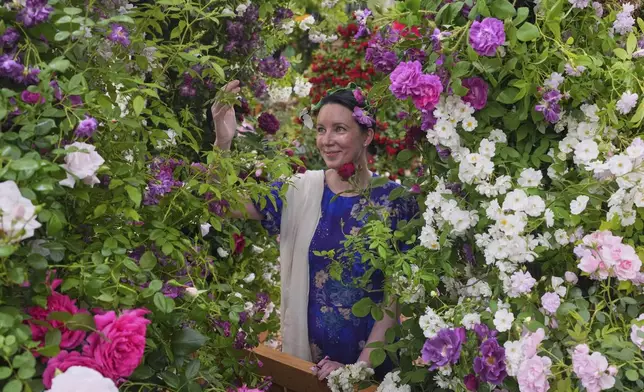 A show visitor looks at roses at the Peter Beales Roses stand at the RHS Chelsea Flower Show in London, Monday, May 19, 2025. (AP Photo/Kirsty Wigglesworth)