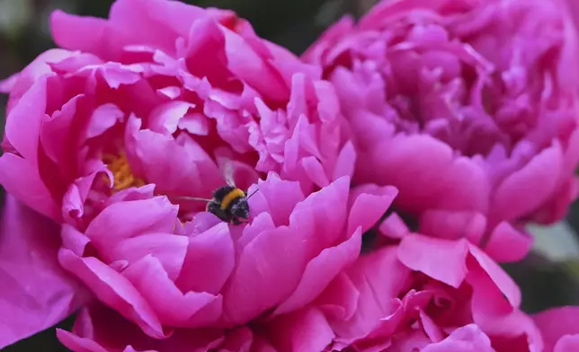 A bumble bee sits on a peony from Primrose Hall Peonies on display at the RHS Chelsea Flower Show in London, Monday, May 19, 2025. (AP Photo/Kirsty Wigglesworth)