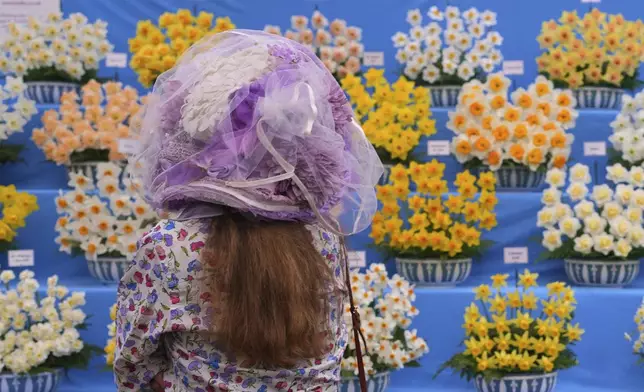 A show visitor looks towards a display of daffodils at the RHS Chelsea Flower Show in London, Monday, May 19, 2025. (AP Photo/Kirsty Wigglesworth)