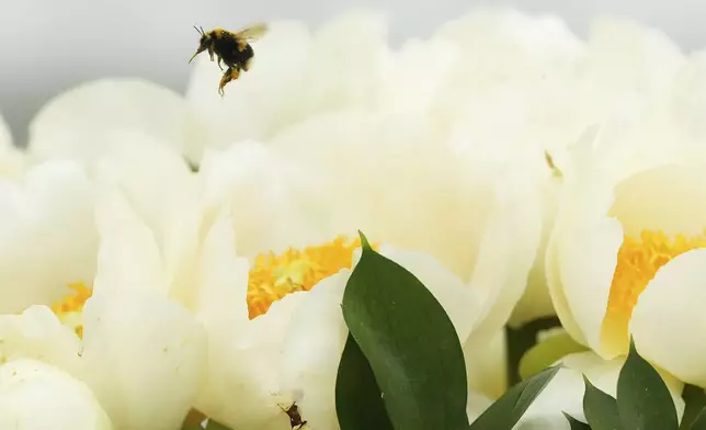 A bumble bee hovers above a peony from Primrose Hall Peonies on display at the RHS Chelsea Flower Show in London, Monday, May 19, 2025. (AP Photo/Kirsty Wigglesworth)