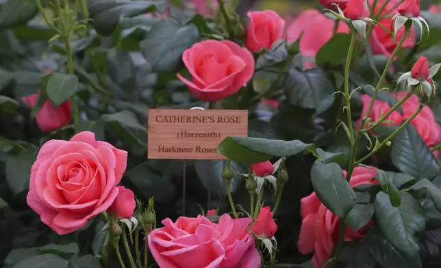 Catherine's Rose by Harkness Roses named after Britain's Princess of Wales on display at the RHS Chelsea Flower Show in London, Monday, May 19, 2025. (AP Photo/Kirsty Wigglesworth)