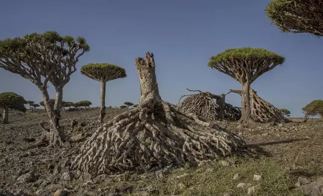 Toppled dragon's blood trees are strewn on the ground on the Yemeni island of Socotra on Sept. 18, 2024. (AP Photo/Annika Hammerschlag)