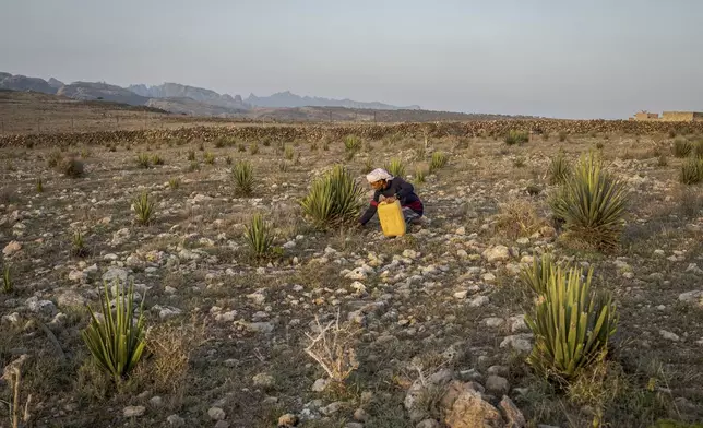 Mohammed Abdullah tends to dragon's blood tree saplings at the Keybani family nursery on the Yemeni island of Socotra, Sept. 18, 2024. (AP Photo/Annika Hammerschlag)