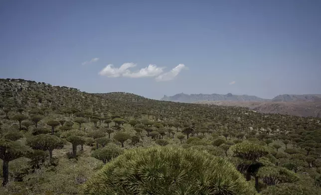 Socotra's Firmihin plateau, home to the largest remaining dragon's blood forest, is visible on Sept. 18, 2024, on the Yemeni island of Socotra. (AP Photo/Annika Hammerschlag)