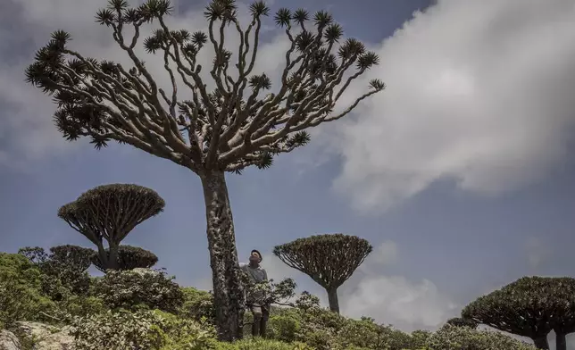 Ecotourism guide Sami Mubarak poses for a portrait beneath an ailing dragon's blood tree on the Yemeni island of Socotra, Sept. 19, 2024. (AP Photo/Annika Hammerschlag)