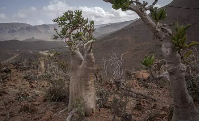 Flowers blossom on a bottle tree on the Yemeni island of Socotra on Sept. 20, 2024. (AP Photo/Annika Hammerschlag)